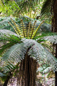 Close-up of moss growing on tree trunk