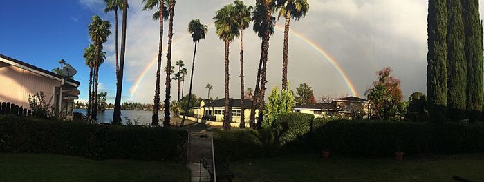 Panoramic view of palm trees and rainbow against sky