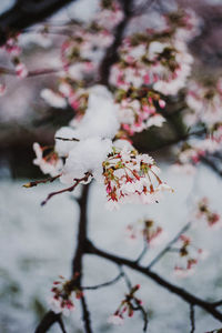 Close-up of cherry blossoms on branch