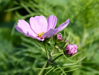 Close-up of pink flowering plant