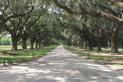 Footpath amidst trees