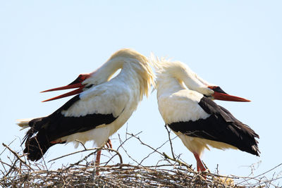 Low angle view of bird perching on nest against sky