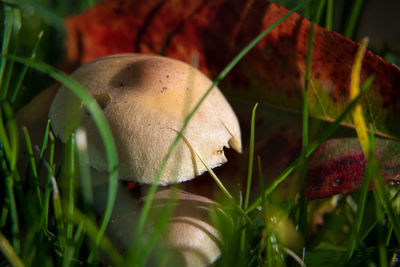 Close-up of mushroom growing on plant