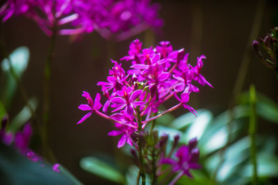 Close-up of pink flower