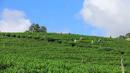 November 15,2018 farmer is collecting green tea leaves at doi chiang rai thailand