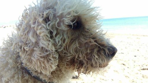 Close-up of dog against sky