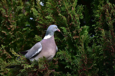 Close-up of bird perching on a tree