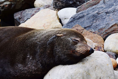 Close-up of animal resting on rock