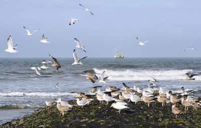 Seagulls flying over sea against sky