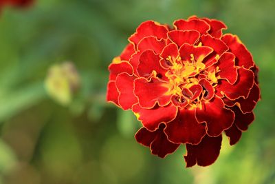 Close-up of red rose flower