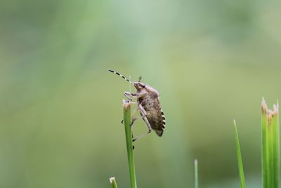 Close-up of insect pollinating on flower