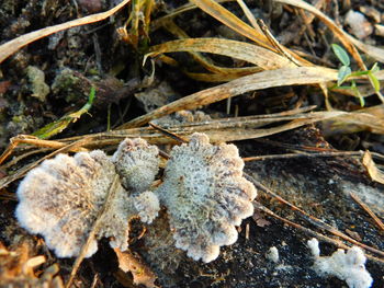 Close-up of plant