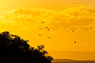 Low angle view of birds flying against orange sky