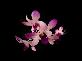 Close-up of pink orchids against black background