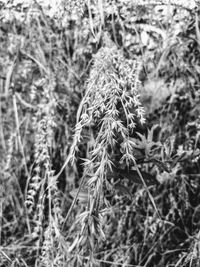 Close-up of fresh green plants