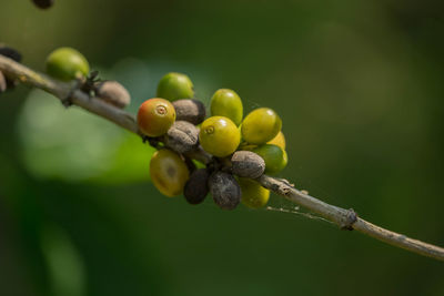 Close-up of berries growing on tree