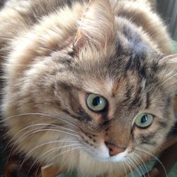 Close-up portrait of a cat