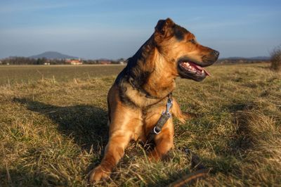 Dog standing on field