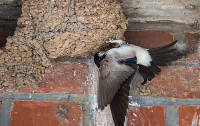 View of bird on wall