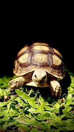 Close-up of turtle on field