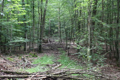 Trees growing in forest