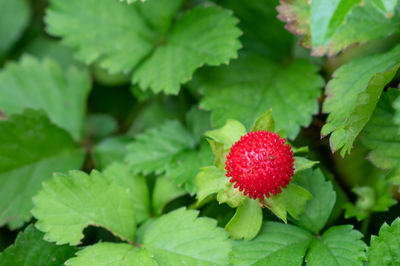 Close-up of strawberry growing on plant
