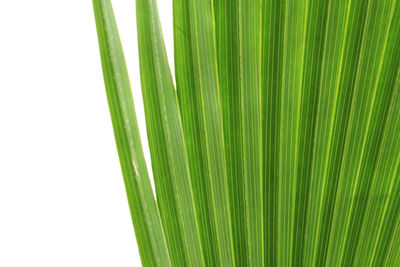 Close-up of palm leaf