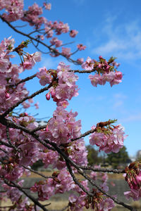 Low angle view of cherry blossoms against sky