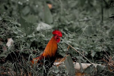 View of a rooster on land