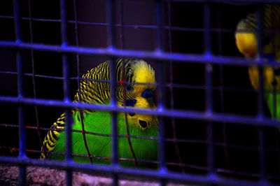 Close-up of parrot in cage