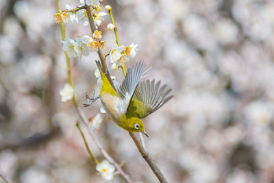 Close-up of bird perching on flower