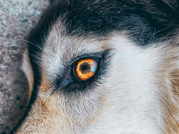 Close-up portrait of a eye