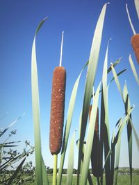 Close-up of cactus on field against clear blue sky