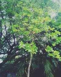 Low angle view of trees in forest