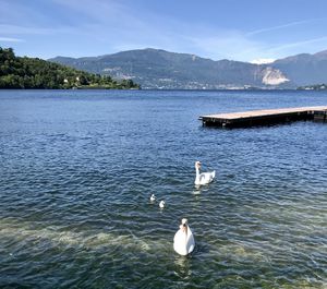 Laveno mombello lake maggiore italia pair of swans with babies.