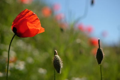 Close-up of red poppy flower