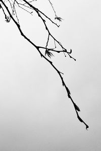 Low angle view of bare tree against clear sky