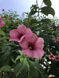 Close-up of pink flowering plant