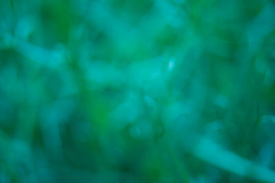 Defocused image of plants