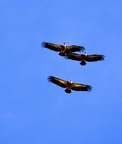 Low angle view of eagle flying against clear blue sky