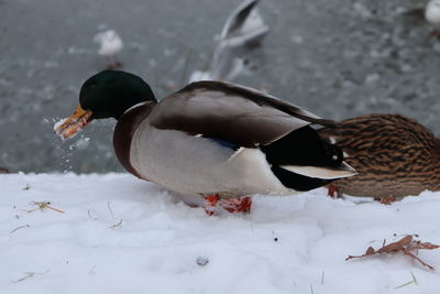 Two birds in snow