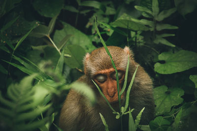 View of monkey among the green foliage