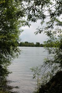 Reflection of trees in river