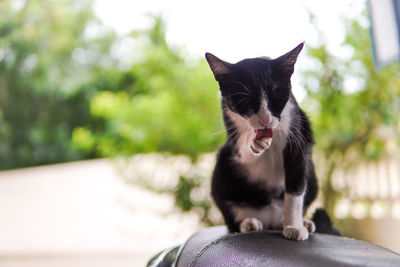 Close-up of cat sitting outdoors