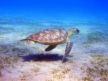 Fish swimming in sea