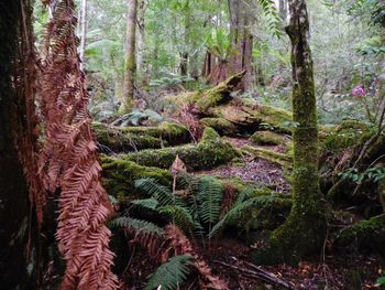 Trees in forest