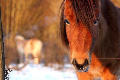 Portrait of a horse