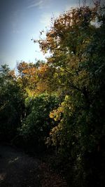 Plants and trees against sky