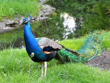 Peacock on field