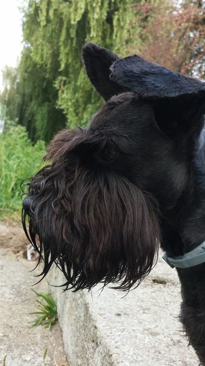 animal themes, one animal, mammal, domestic animals, grass, field, close-up, nature, day, outdoors, water, standing, black color, animal head, focus on foreground, lake, no people, side view, animals in the wild, dog